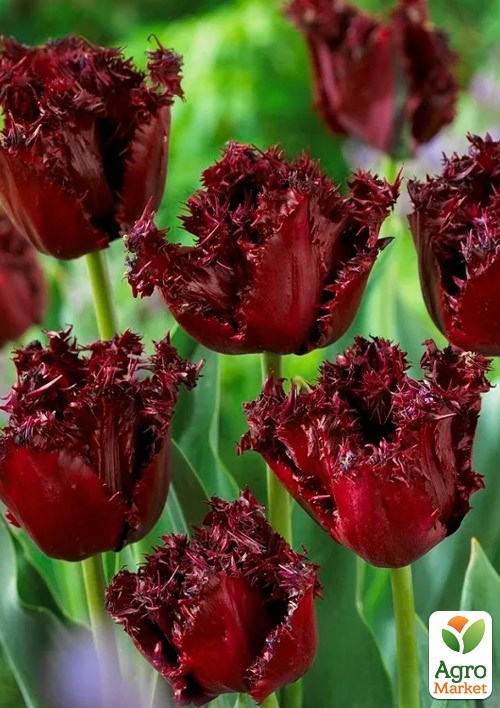 Тюльпан "Gorilla" (размер 11/12 , крупный) 3шт в упаковке