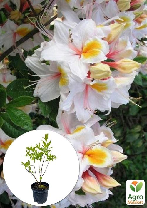 Азалія 2-х річна "Arima" С3 висота 25-50см