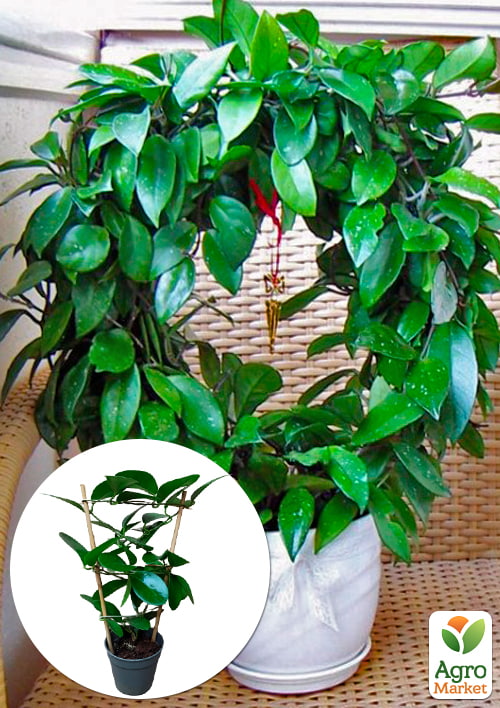 Хойя м'ясиста (плющ восковий)