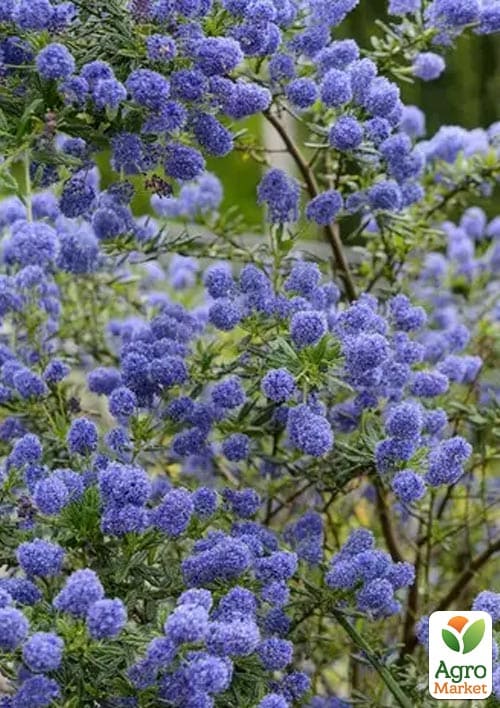 Цеанотус "Виктория" (Ceanothus impressus Victoria) вазон С3 - фото 5
