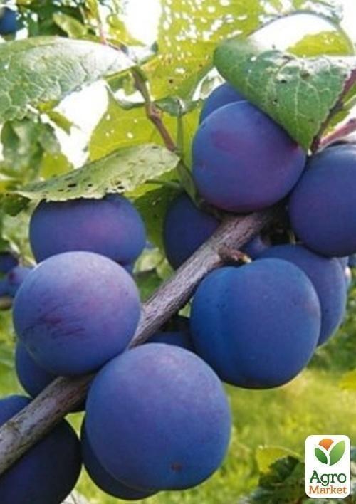 Слива "Кабардинская ранняя" (летний сорт, ранний срок созревания)