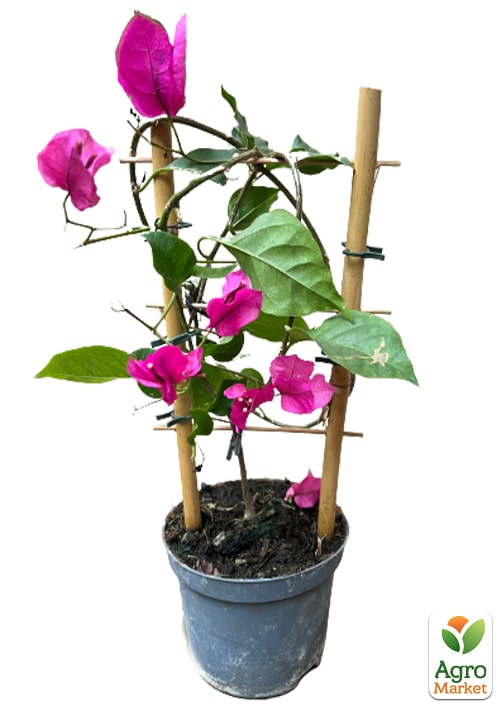 Бугенвиллия Бразильская - фото 7