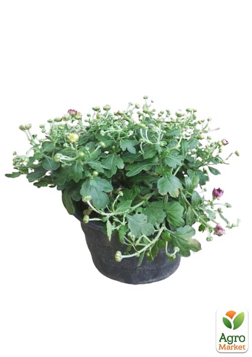 Хризантема Садовая "Cherry Lace" (высота 30-50см) - фото 2