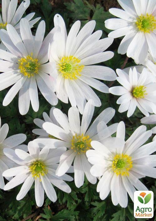 Анемона "Blanda White Splendour" (розмір 5/7 великий) 5шт в упаковці