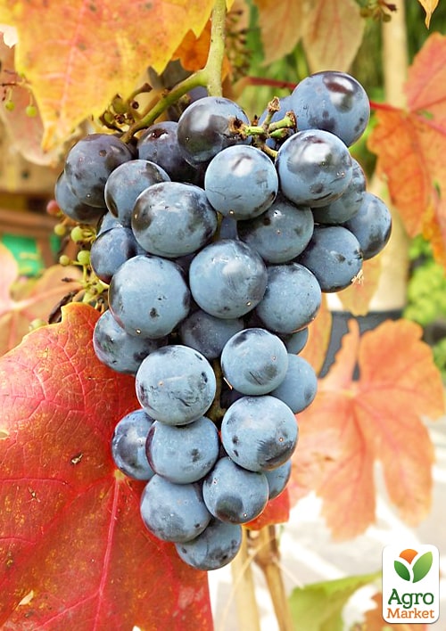 LMTD Виноград "Schuyler" (сортовий, укорінений) - фото 3