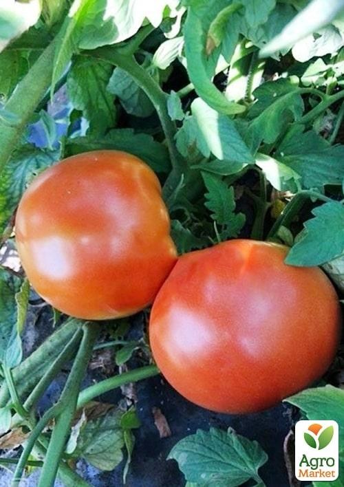 Томат детермінантний "1504 F1" ТМ "Lark Seeds" 500шт