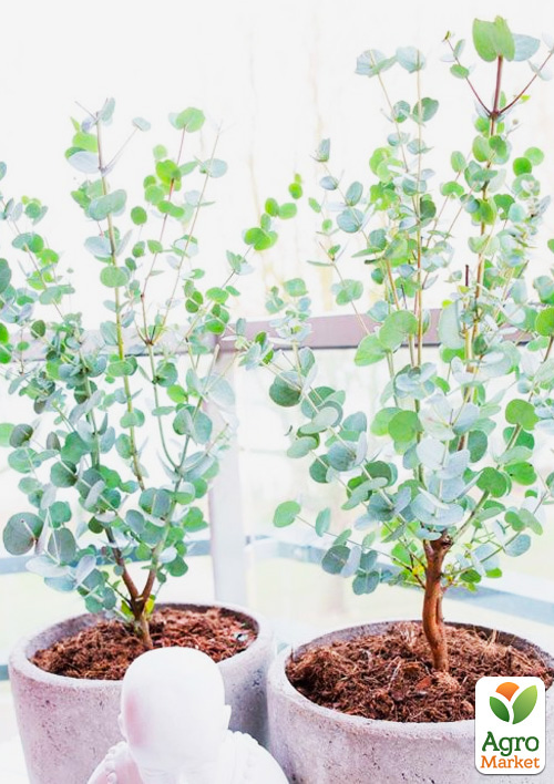 Эвкалипт комнатный "Silver drop" 2х летний саженец высота 40-50см - фото 3