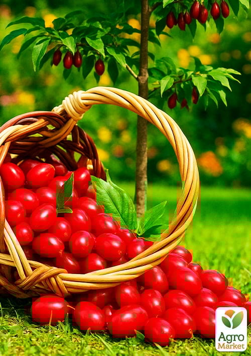 Кизил "Николка" (крупноплодный, средний срок созревания) - фото 5