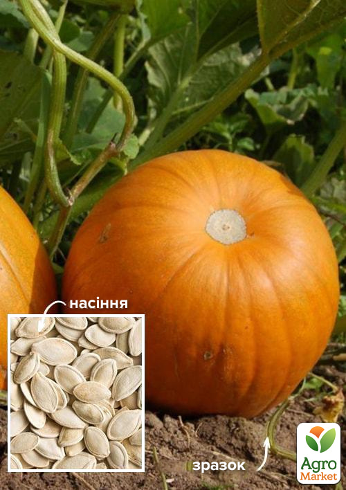 На развес Тыква "Сахарная осень" ТМ "Весна" цена за 10г