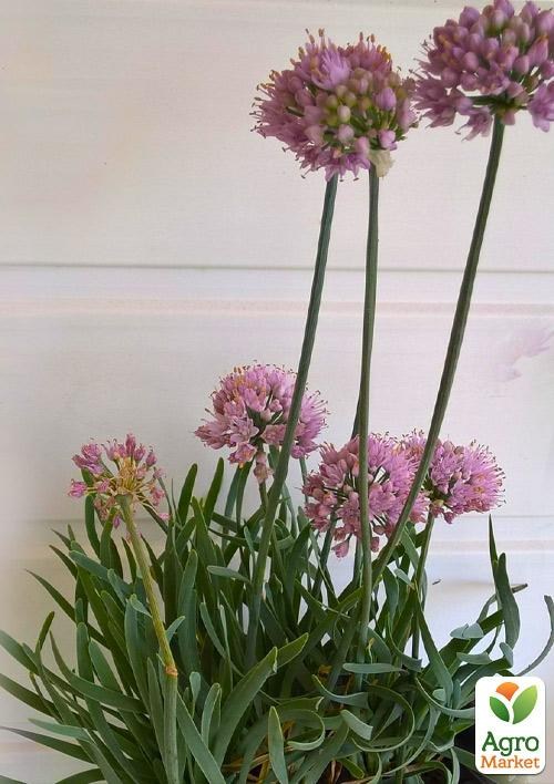 Алліум "Spiralis" (Гірська цибуля) 1 саджанець в упаковці - фото 3