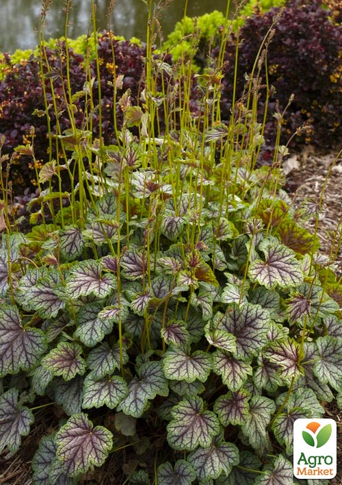 Гейхера (Heuchera) "Green Spice"