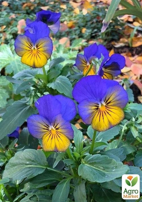 Виола (Viola Cornuta) "Sorbet Morpho" - фото 2