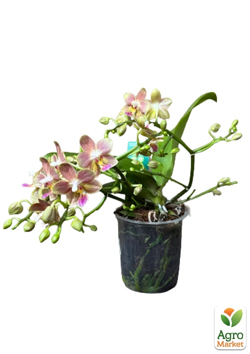 Орхідея Міні (Phalaenopsis) "Lemon" - фото 5