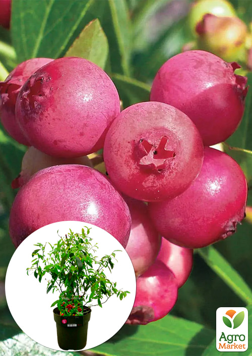 LMTD Голубика розовая "Pink Lemonade" (сортовая, укорененная) высота 50-70