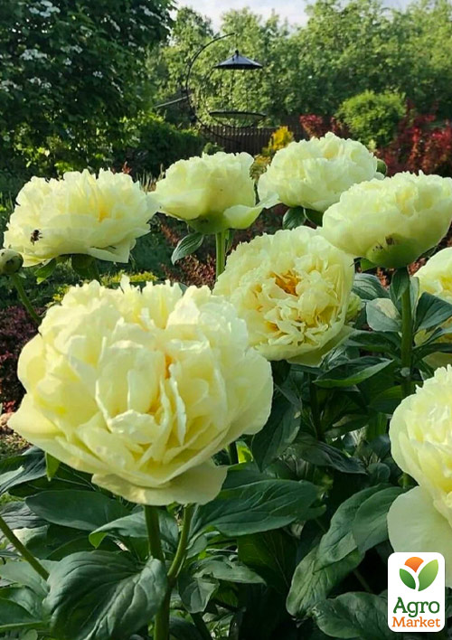 Пион крупноцветковый "Lemon Chiffon" (сложный межвидовый гибрид)