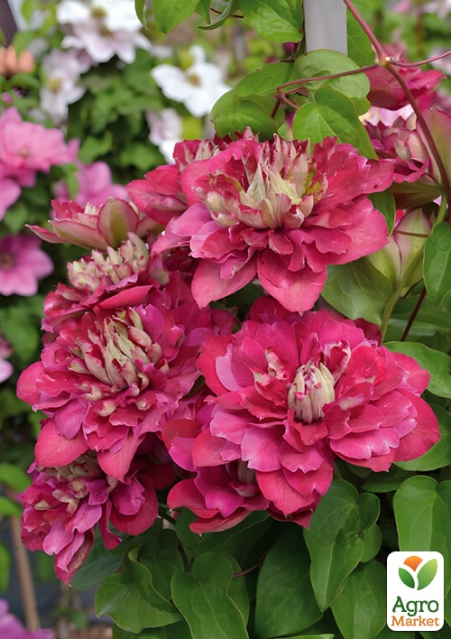 Клематис 2-річний "Hot Kisses" С2 - фото 4