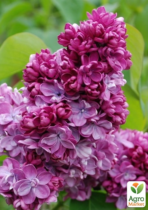 Сирень махровая в контейнере "Paul Thirion" вазон 1,5л