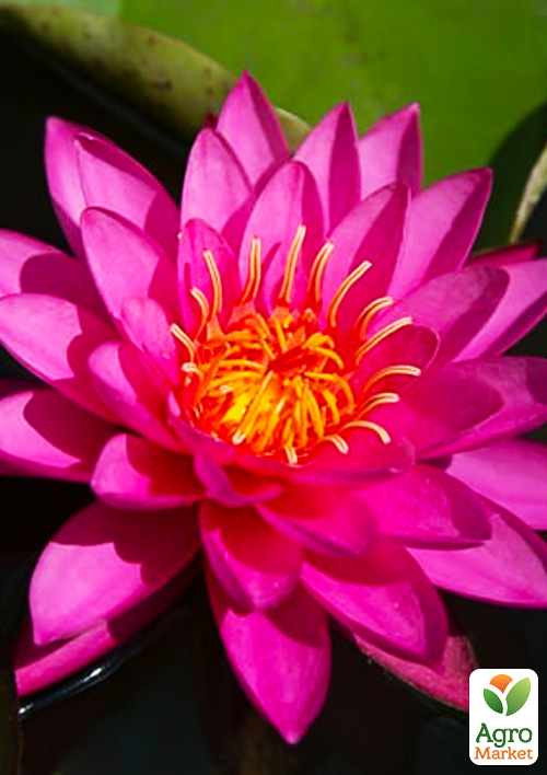 Нимфея "Майла" - фото 2