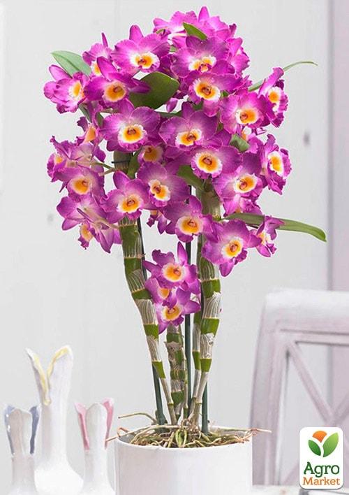 Дендробіум благородний (Dendrobium nobile) "Pink"