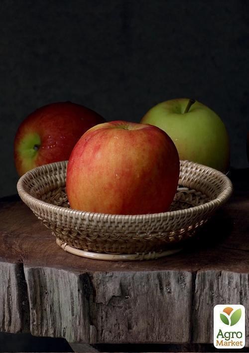 Яблоня "Рубинетте Россо"