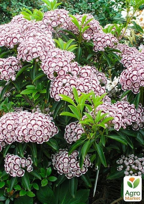 Кальмія latifolia "Minuet" - фото 2