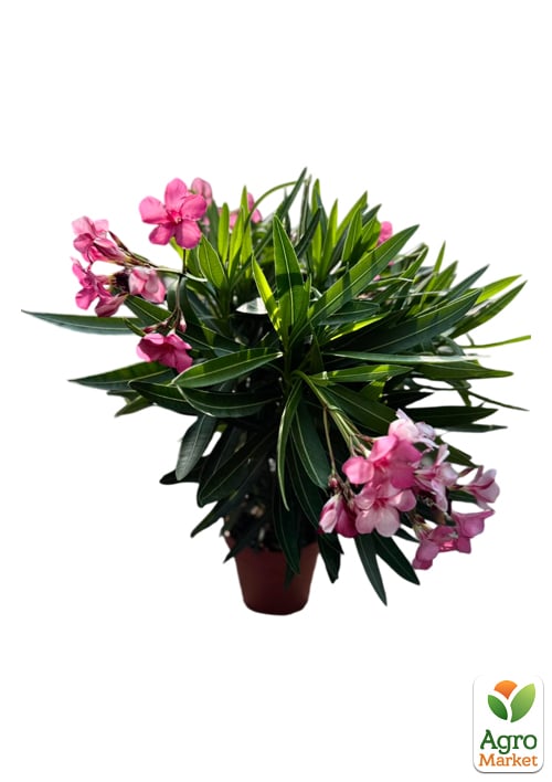 LMTD Олеандр цветущий 3-х летний "Emilie Red" (45-65см) - фото 5