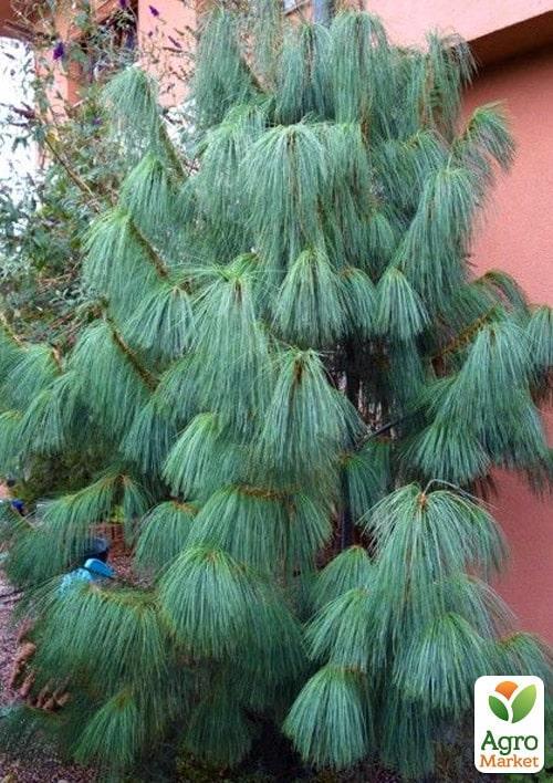 Сосна Гималайская "Griffithii" ( горшок P9) - фото 3