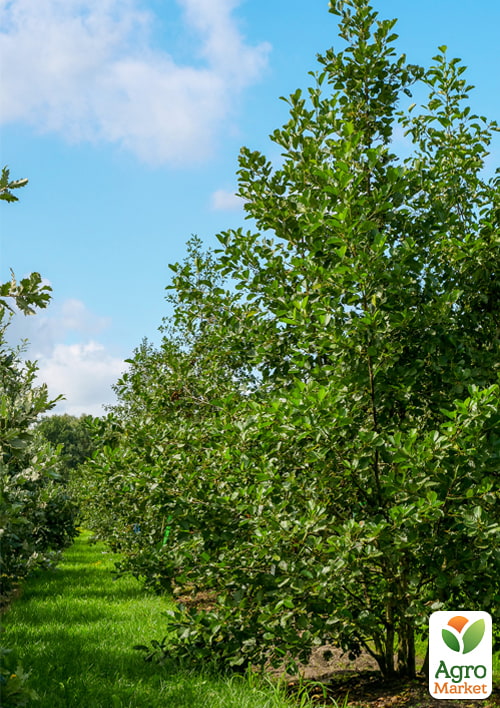 Вільха звичайна, висота 80-100см - фото 3