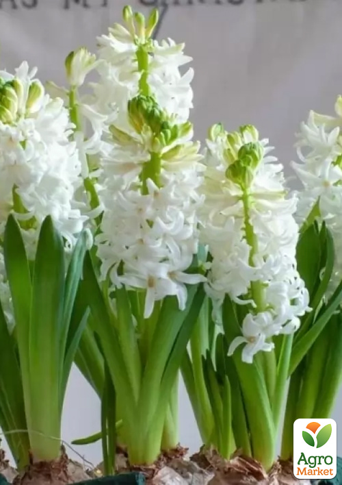 Гиацинт "White Pearl"