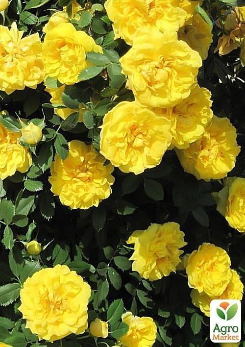 Роза паркова "Консуела" (саджанець класу АА +) вищий сорт