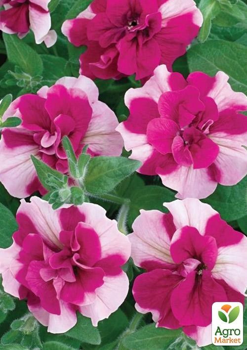 Петуния полуампельная Tumbelina "Rosy Ripple" (контейнер №10, высота 10-15см)