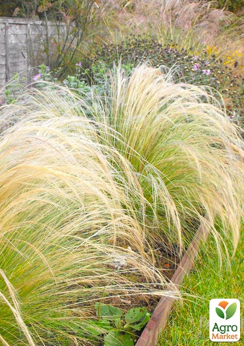 Ковила найтонша "Pony Tails" - фото 2