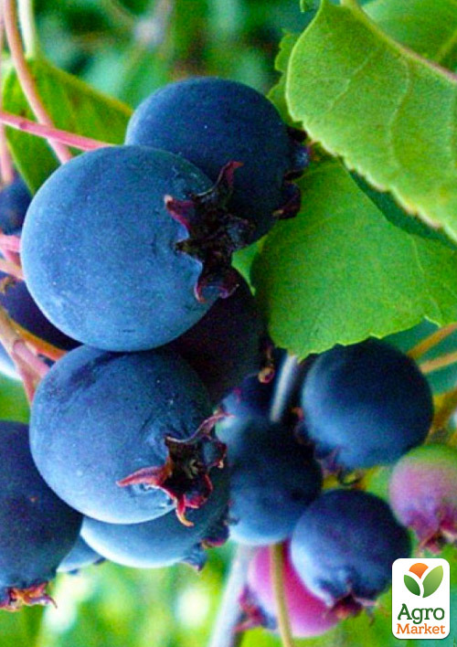 Ирга ольхолистная "Smoky" (Смоуки) (самый высокоурожайный сорт)