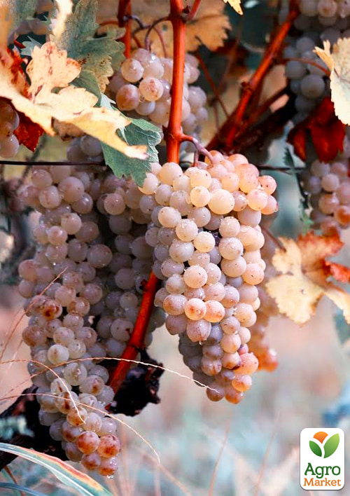Виноград "Ркацителі" (винний сорт) - фото 4