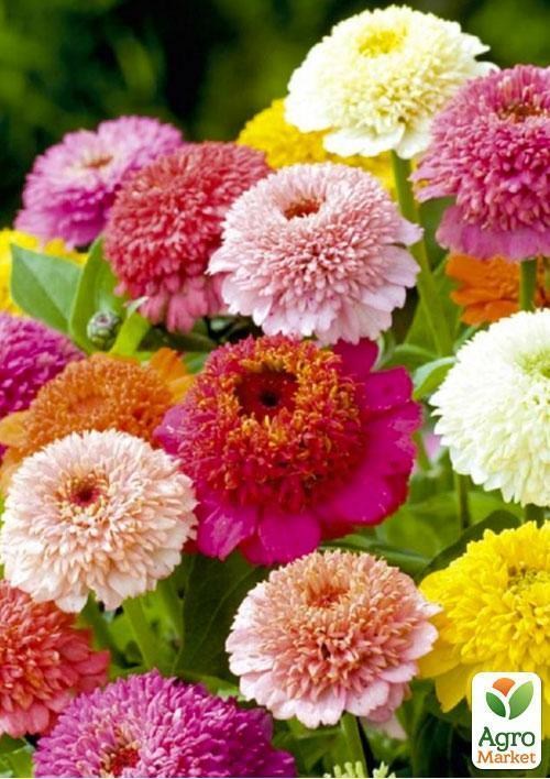 Цинія "Скабіозовидна суміш"(Зипер) ТМ "Весна" 2г - фото 3