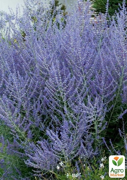 Перовскія лебедолистна "Blue Spire" вазон С2