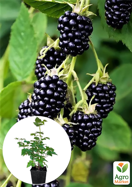 Ежевика "Навахо" 2х-летняя укорененная в контейнере