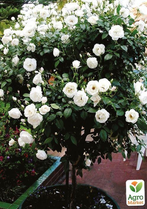 Роза штамбова "Морсдаг Уайт"