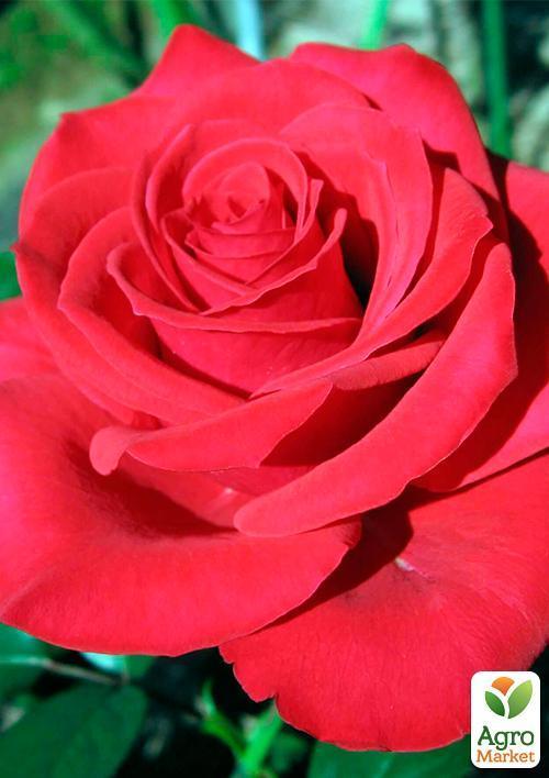 Роза чайно-гибридная "Корвет" (саженец класса АА+) высший сорт - фото 5