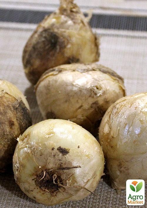 Фрітіларія "Aurora" 1шт в упаковці - фото 2