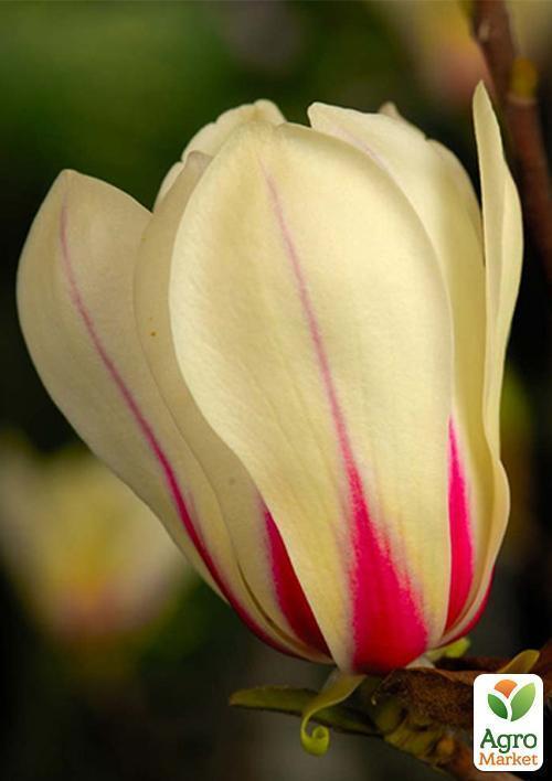 Магнолия "Sunrise" - фото 6