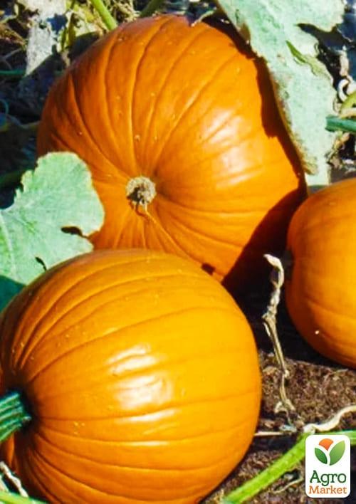 Тыква "Желтый  великан" ТМ "GSN Semences" 500г