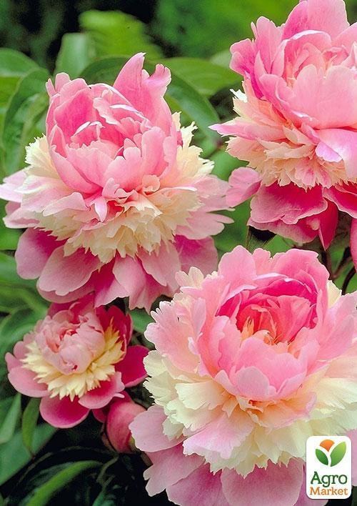 Півонія трав'яниста "Sorbet" 1шт в упаковці