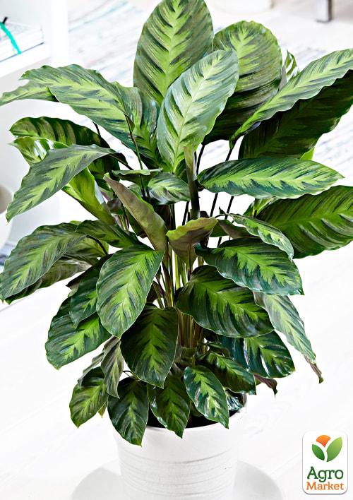 Калатея "Misto" - фото 6