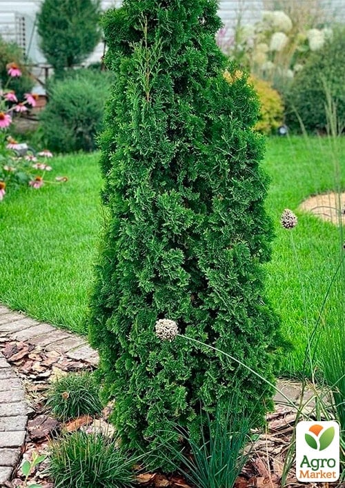Туя западная "Zmatlik" C2, высота 20-30см