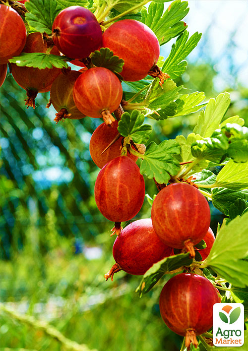 Агрус "Ласкавий" (середньо-ранній термін дозрівання)