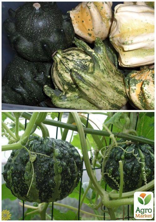 На развес Тыква декоративная "Морской пейзаж" ТМ "Весна" цена за 5г - фото 2