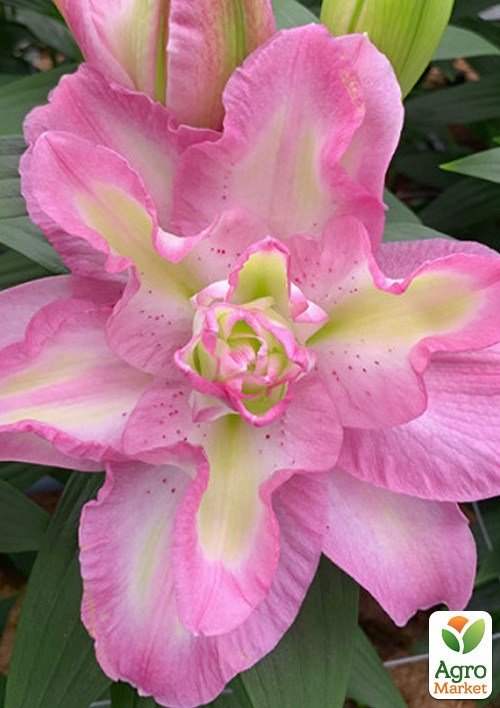 Лилия Махровая "Lucky Angel" 