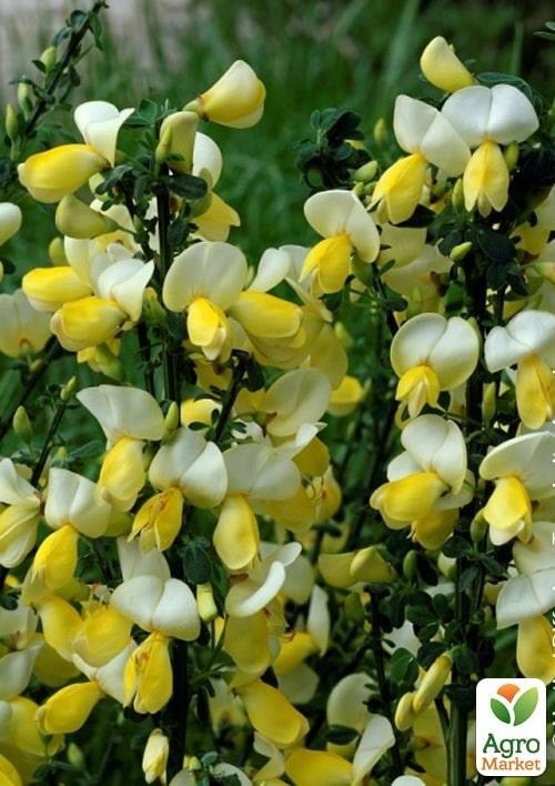Рокитник Cytisus Scoparius "Luna" 1 саджанець в упаковці