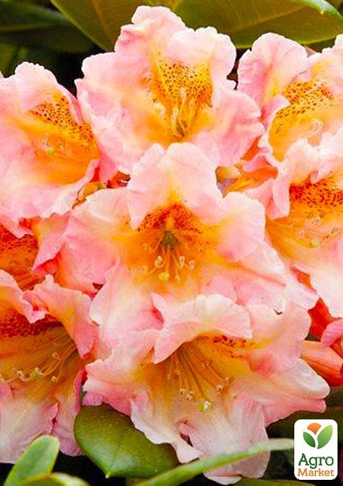 Эксклюзив! Рододендрон оранжево-персиковый "Фазенда" (премиальный кустарник)